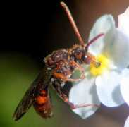 Nomada