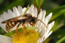 Nomada