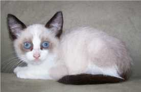 cutelittlekittens.com Nomame