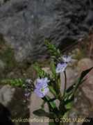 chileflora.com Nomeolvides
