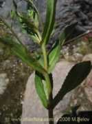 chileflora.com Nomeolvides