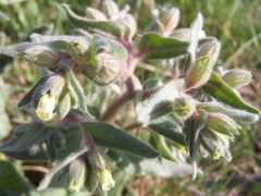 botany.cz Nonea