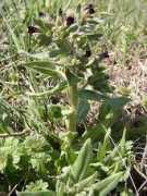 botany.cz Nonea
