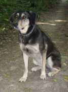 prodog.ch Nonoss