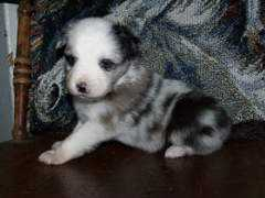 carolescowdogs.com Nooft