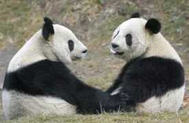 pandodyssey.com Nopanda