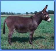 asspirinacresdonkeys.com Norabelle