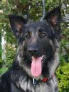 sheprescue.org Norada