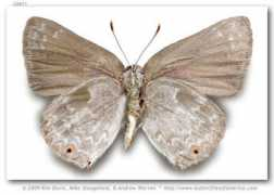 butterfliesofamerica.com Norax