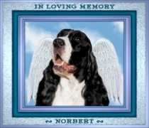 nanjay.com Norbert