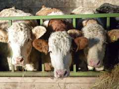 norbin-farm.co.uk Norbin