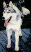Nordee