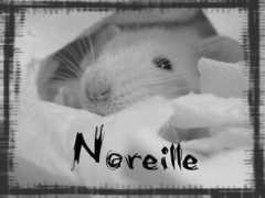 Noreille