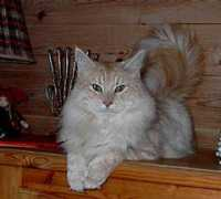 snowcats.no Norevik
