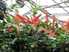 botanic.jp Norgui