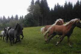 animalinelmondo.com Norico
