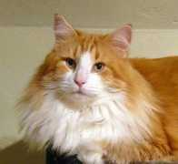 elfenkatze.de Norino