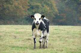 zphoto.fr Normande