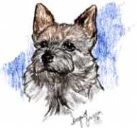 doggiediamonds.com Norter