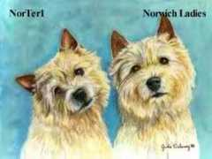 jscanina.com Norter