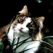 forestcat.net Noruta