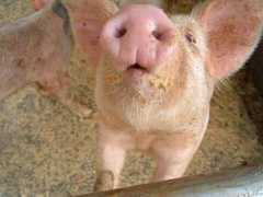 Nosey