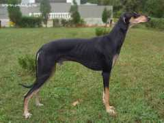 saluki.ru Nosherwan
