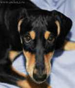 saluki.ru Nosherwan