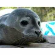 Nosie