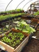 farmfresh.org Notarianni