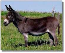 donkeys.net Notcha