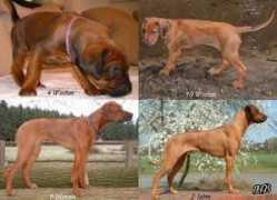 rhodesian-ridgeback-forum.org Notemba