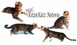 exoticbengals.com Notorio