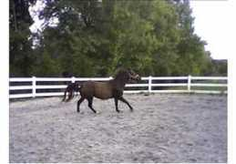 horsechannel.com Nottelling