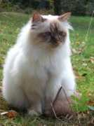 maximus-katten.se Nounos