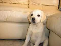 nblabradors.com Nounouss