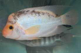malawicichlidhomepage.com Nourissat