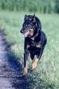 hund.ch Noutcha