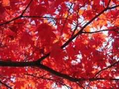 November