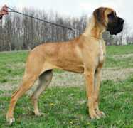 ofgoldgiant.com Novisad