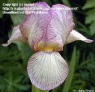 davesgarden.com Noweta