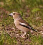 oiseaux.net Noyaux
