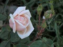 Noyelle