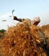 Nrega