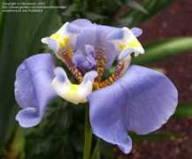 davesgarden.com Nthn