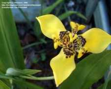 davesgarden.com Nthn