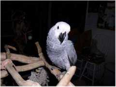 birdbytes.com Nubbins