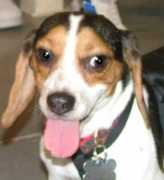beaglemaryland.org Nubby