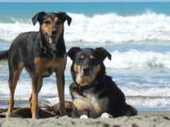 happydog.co.nz Nuberg