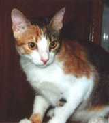 Nucha